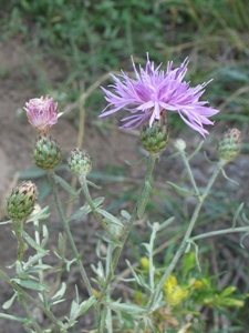 Centaurea spp.